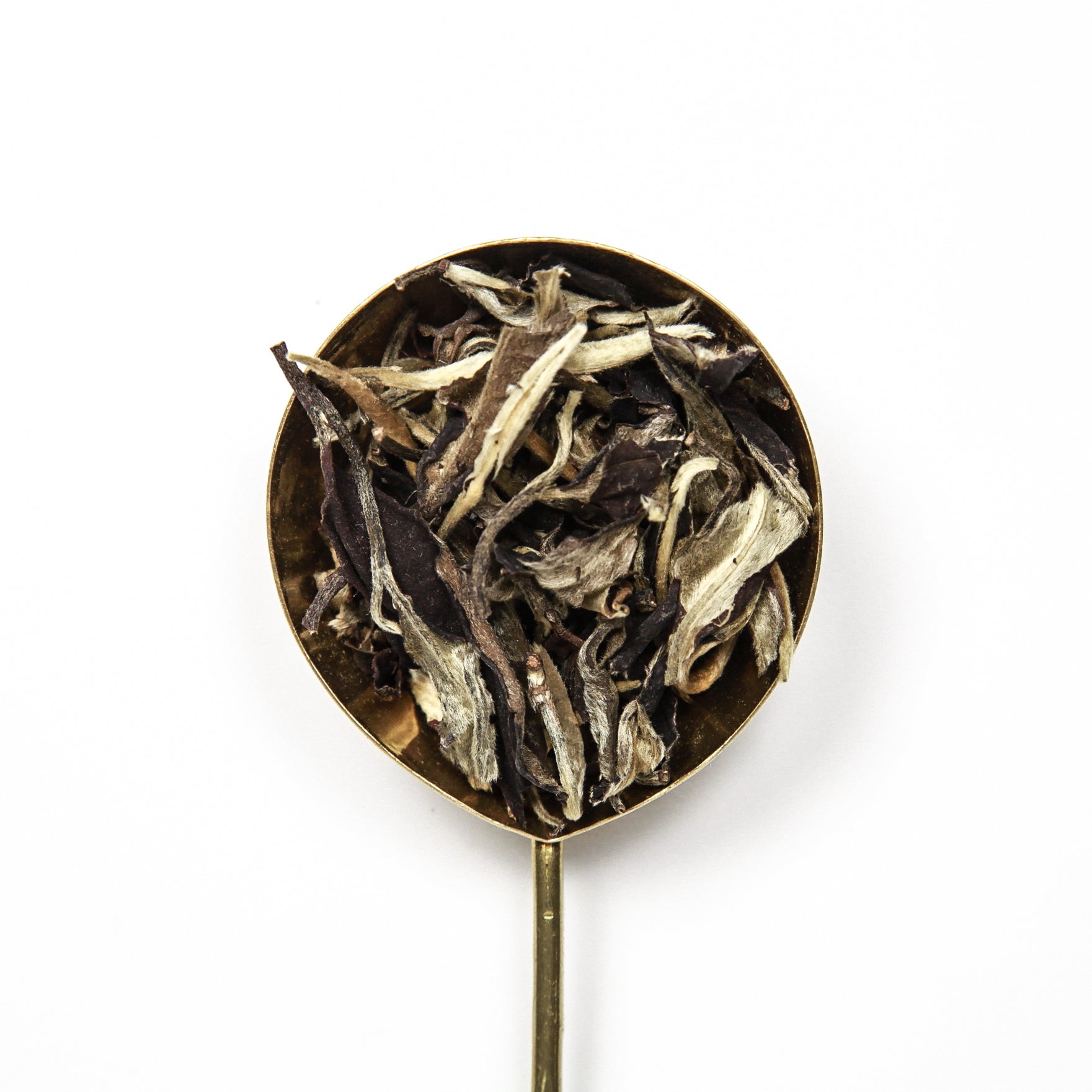 Collection Image